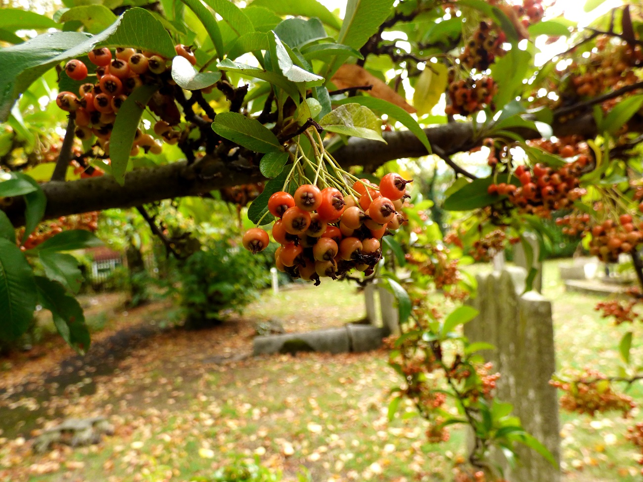 20161016_Newham_Church-of-St-Mary-the-Virgin_Berries-over-the-Buried