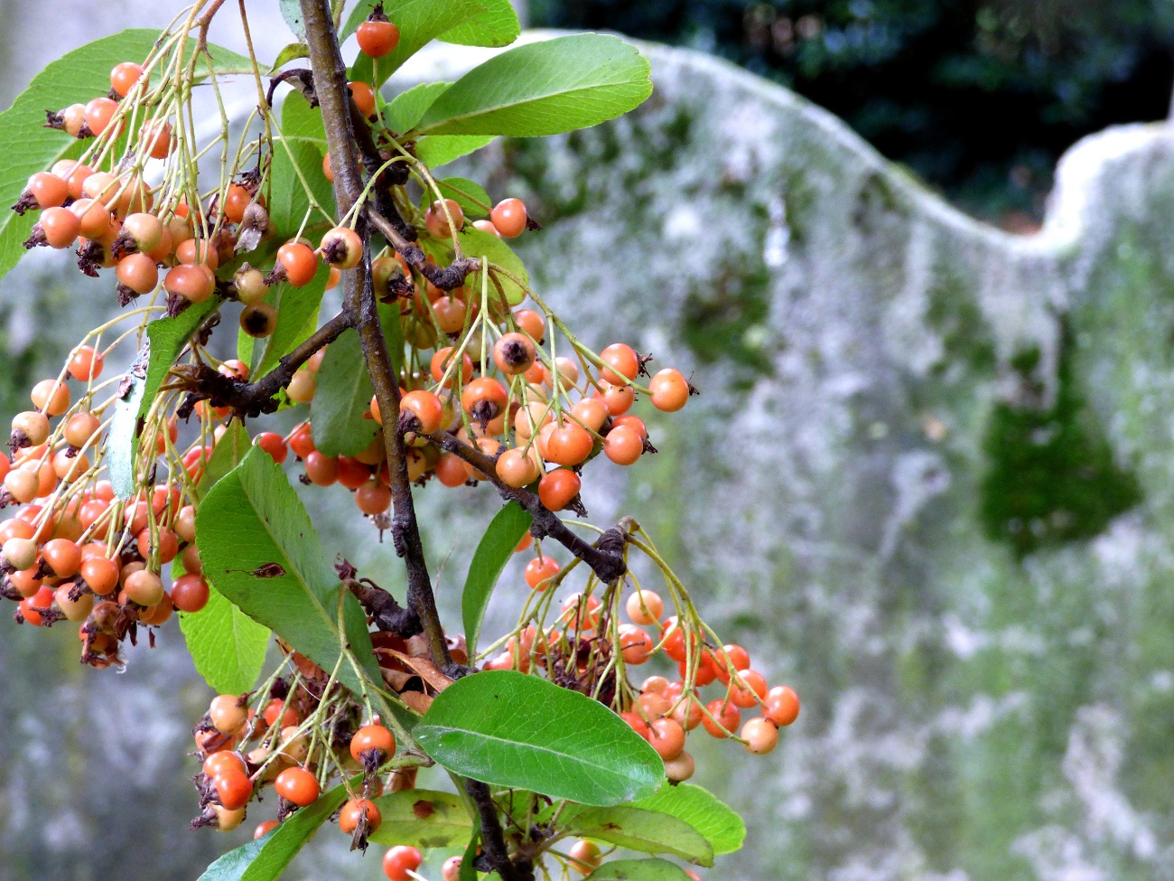 20161016_Newham_Church-of-St-Mary-the-Virgin_overhanging-Berries