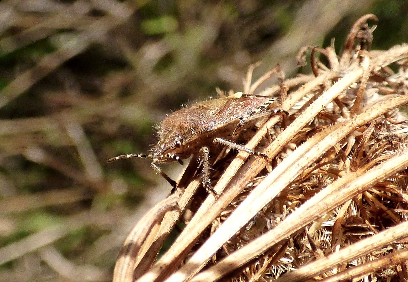 20161016_Newham_Little-Ilford-Park_Stink-Bug