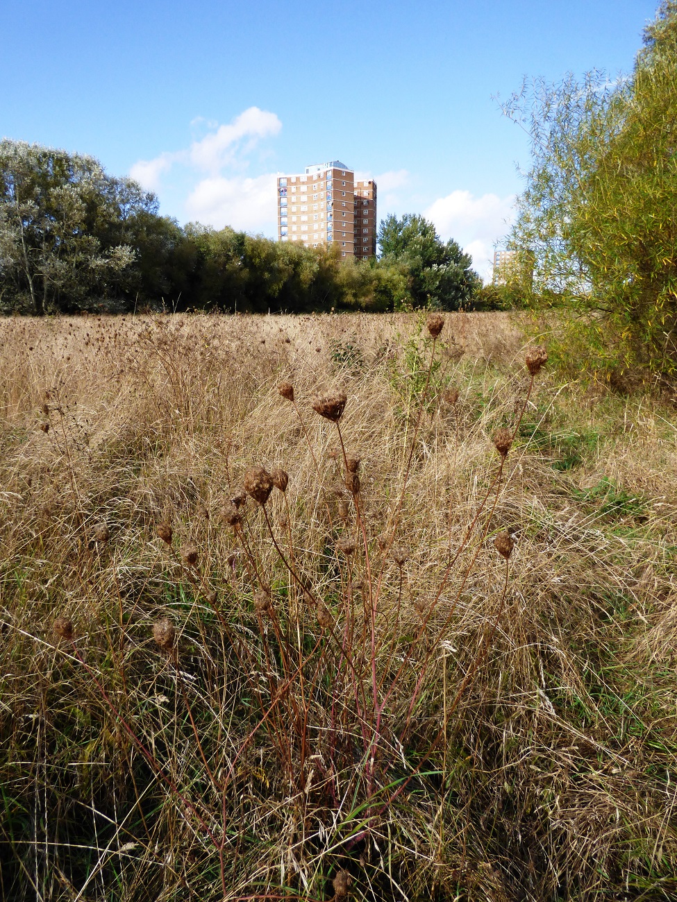 20161016_Newham_Little-Ilford-Park_Websters-Land