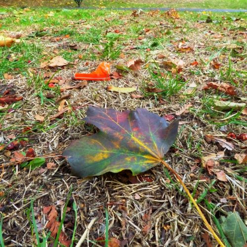 20161016_Newham_Little-Ilford-Park_multi-coloured-leaf