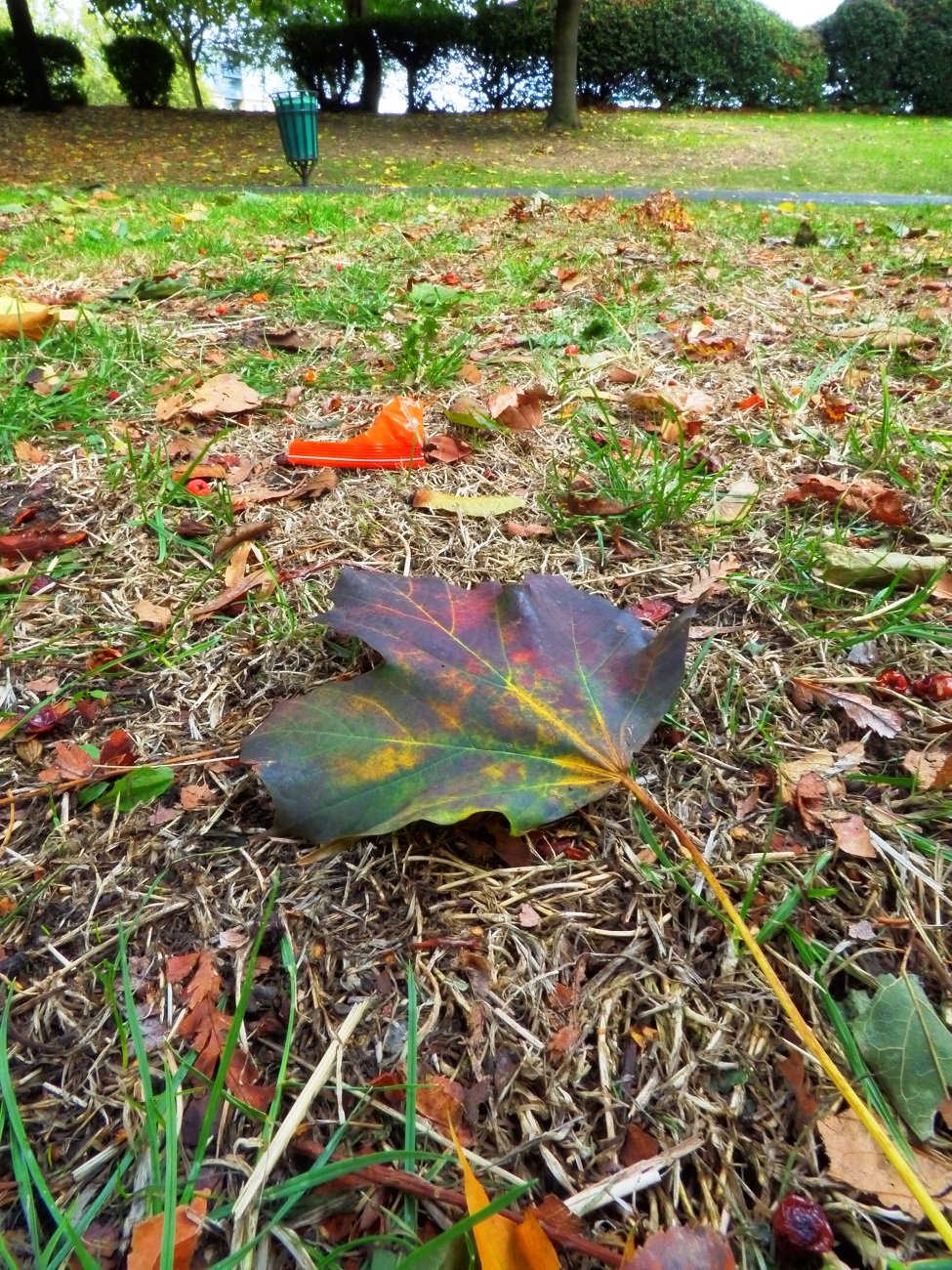 20161016_Newham_Little-Ilford-Park_multi-coloured-leaf