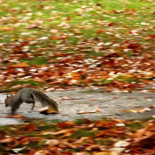 20161016_Newham_West-Ham-Park_Chasing-Squirrels