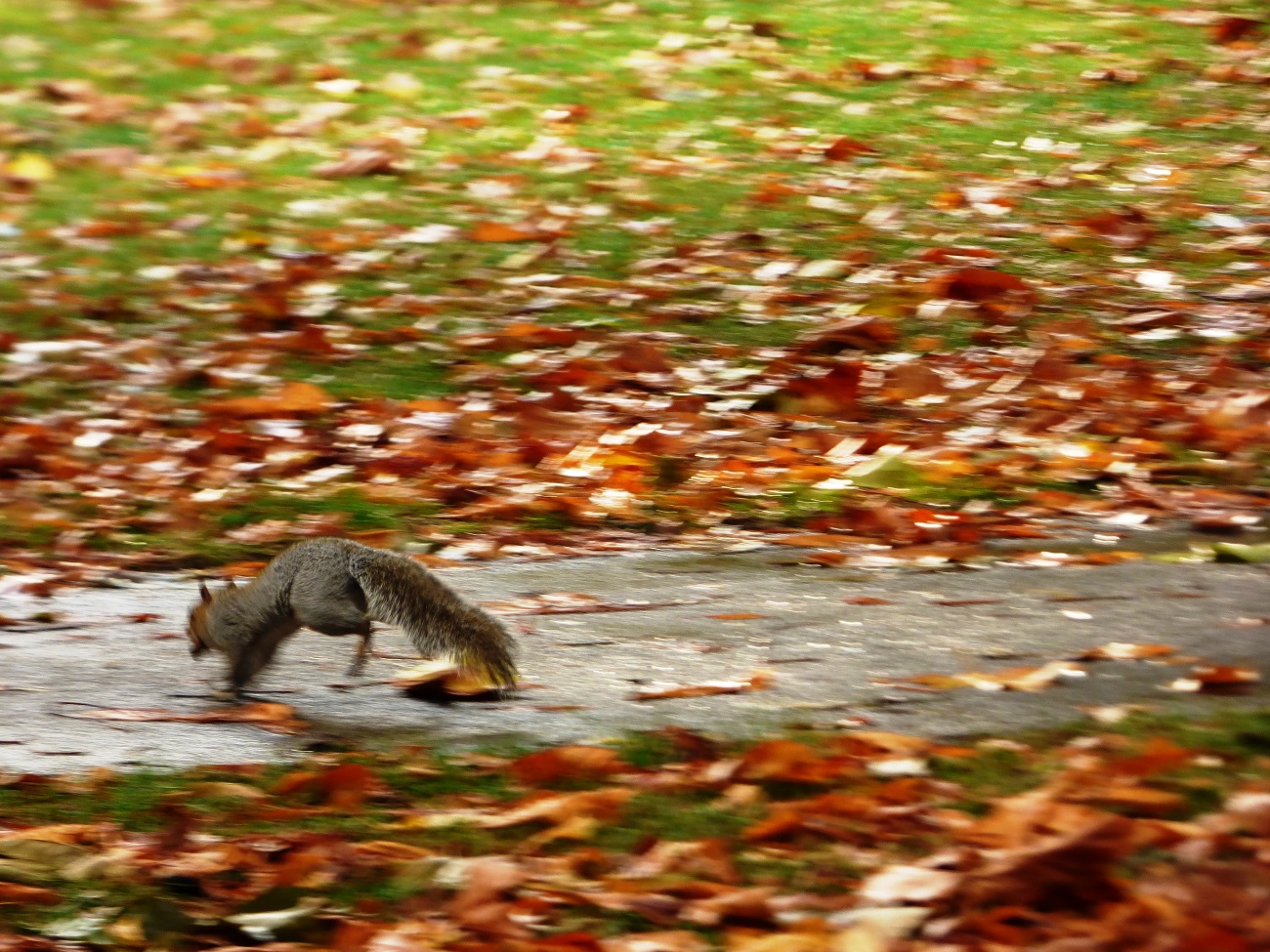 20161016_Newham_West-Ham-Park_Chasing-Squirrels