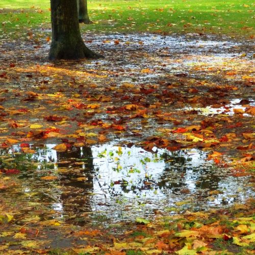20161016_Newham_West-Ham-Park_The-beauty-of-a-wet-day