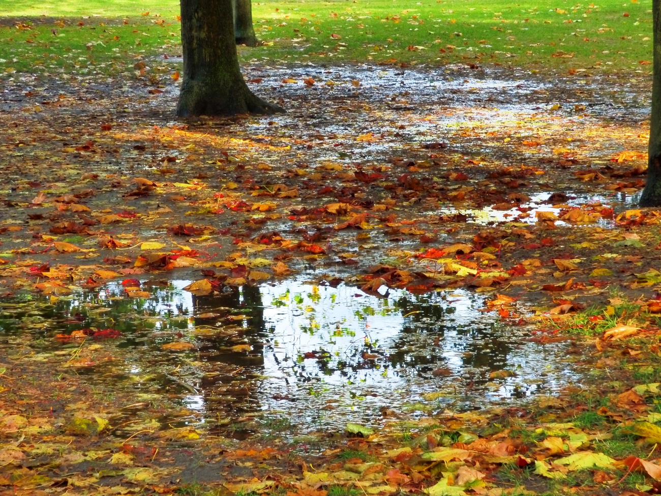 20161016_Newham_West-Ham-Park_The-beauty-of-a-wet-day