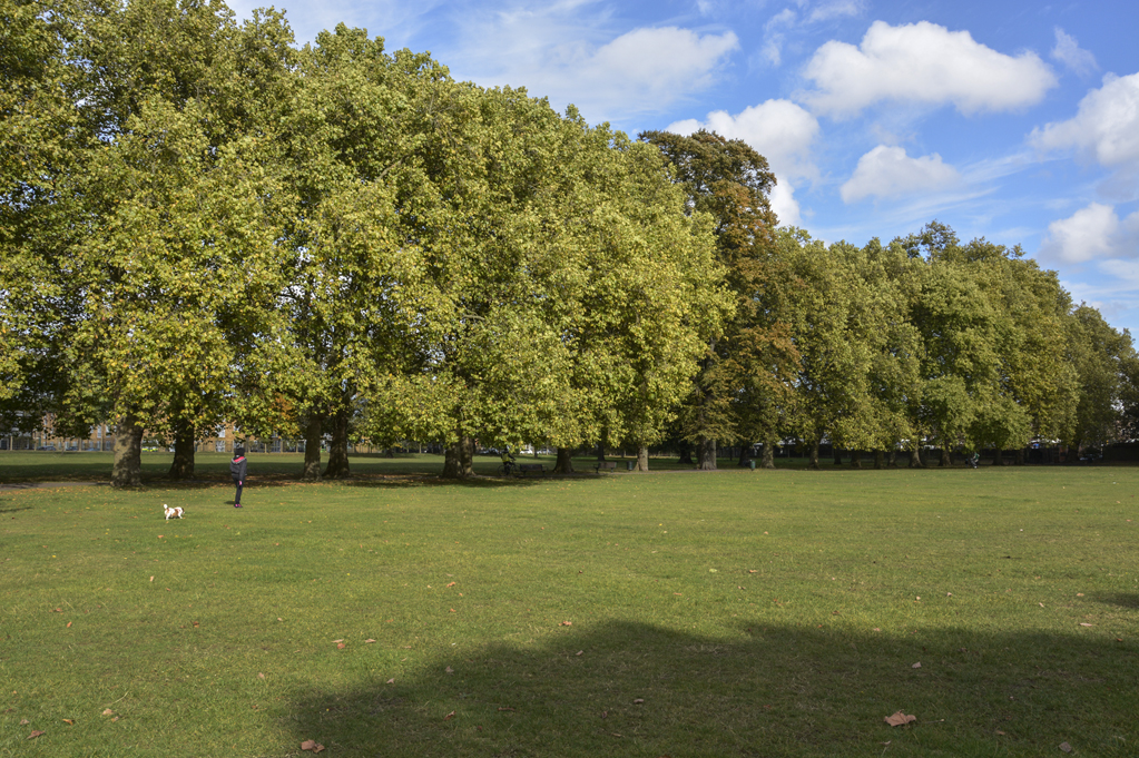 20161017_Haringey_Bruce-Castle-Park-_Wall-of-trees