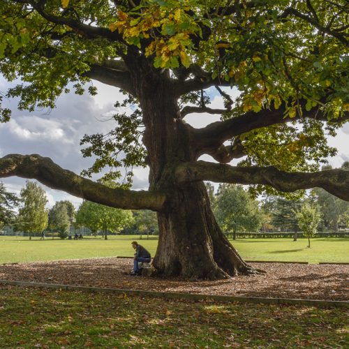 20161017_Haringey_Bruce-Castle-Park_Old-oak-tree