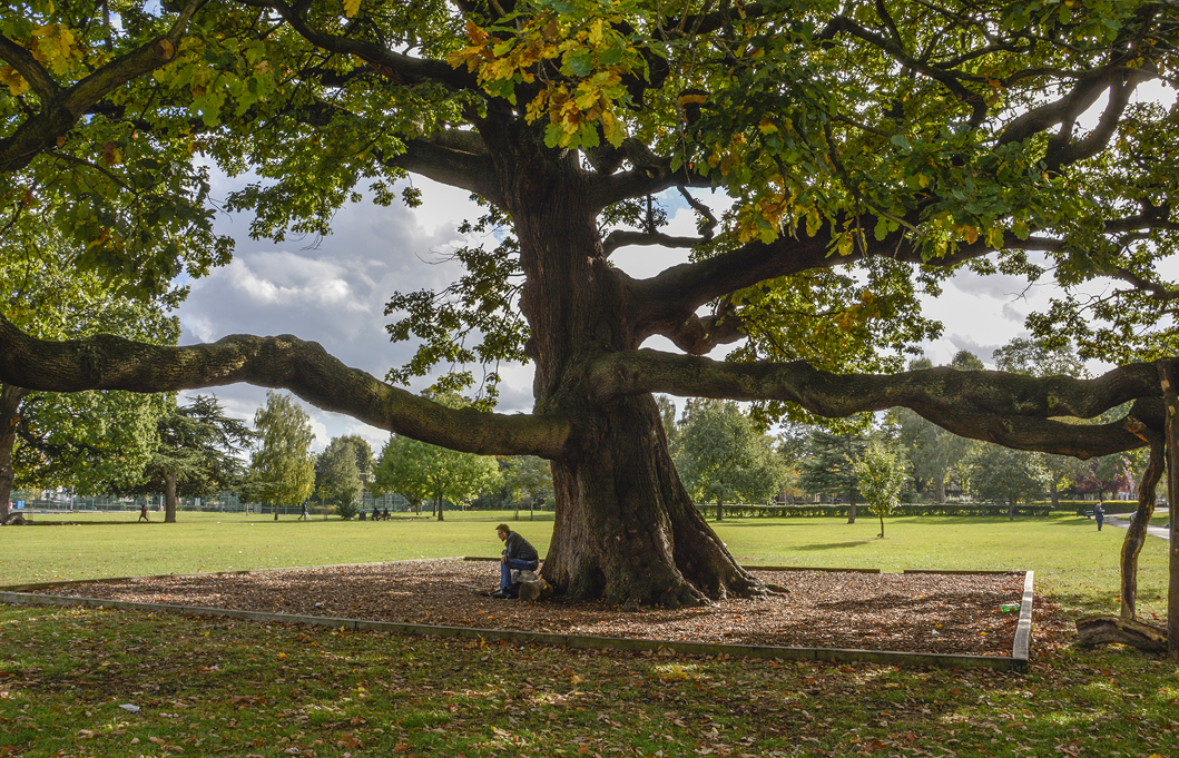 20161017_Haringey_Bruce-Castle-Park_Old-oak-tree