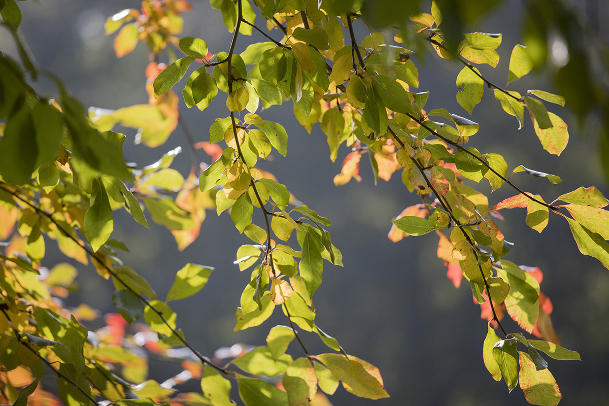 Light-Through-the-Leaves1