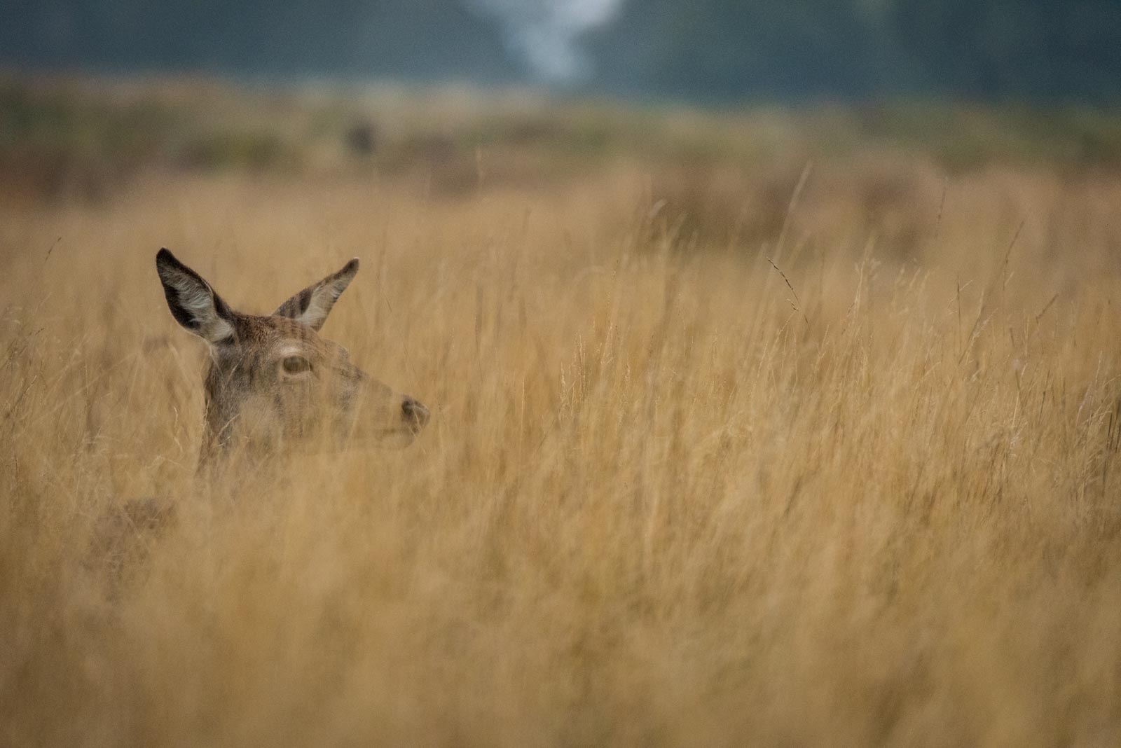 Richmond_RichmondPark_-7