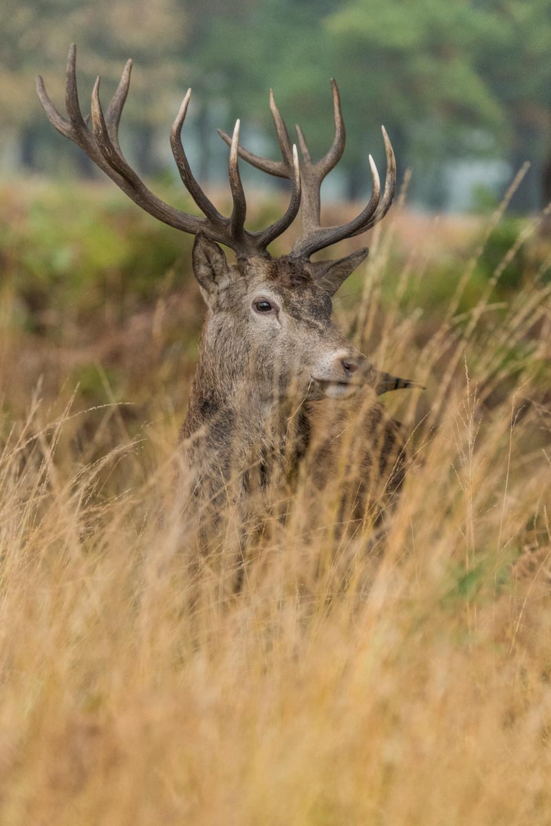 Richmond_RichmondPark_-8