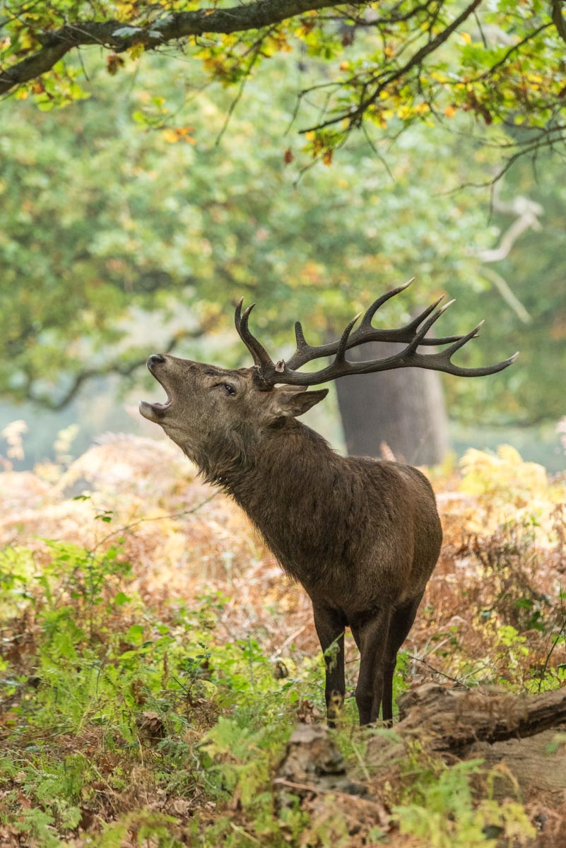 Richmond_RichmondPark_-9