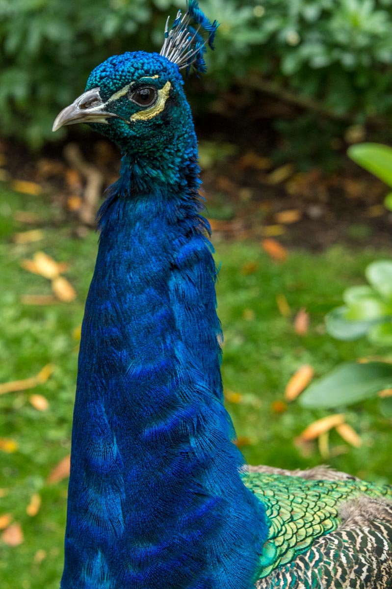 161106Peacock_Kensington-Chelsea_HollandPark_1