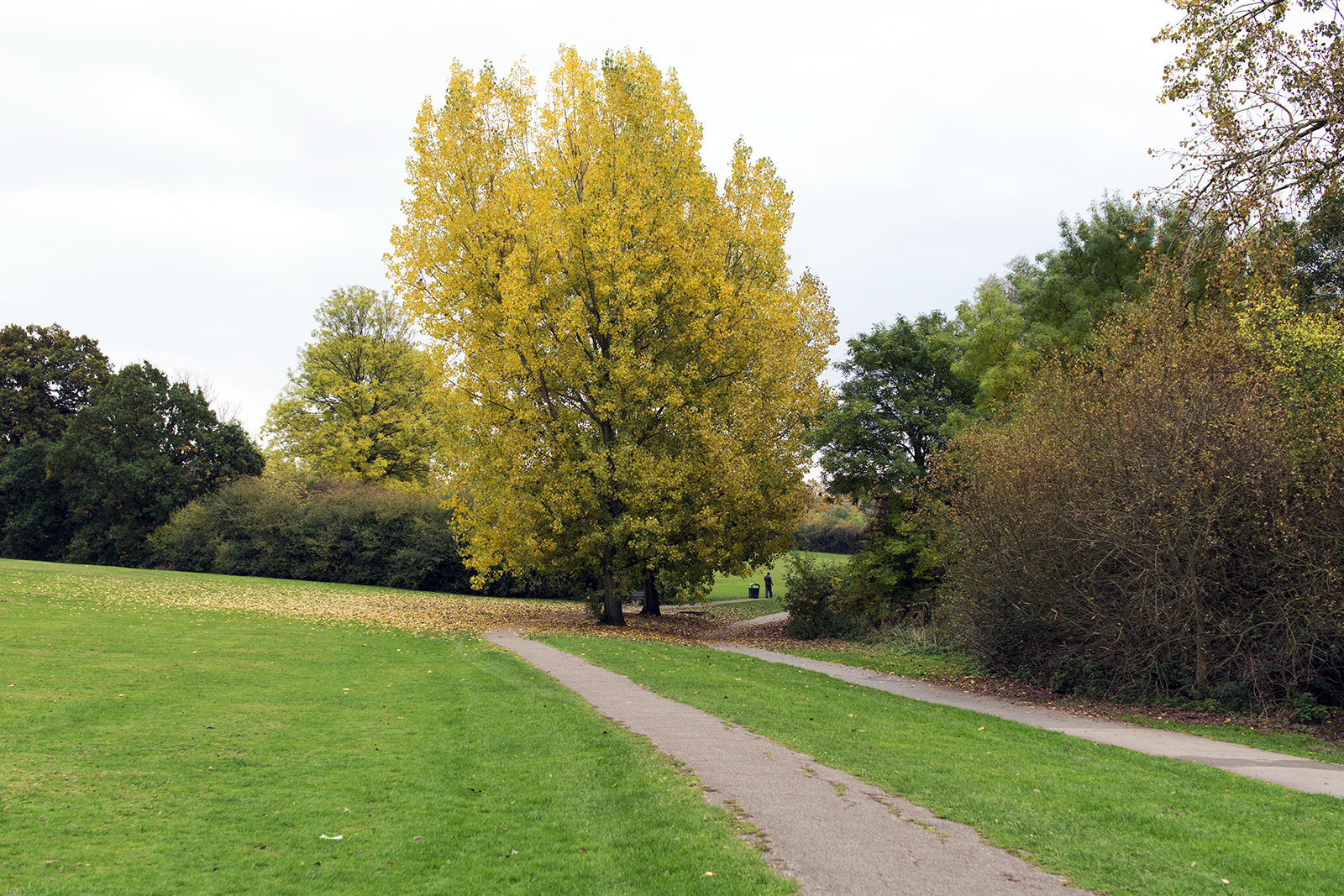 2016-10-26-Barnet_Dollis-Brook_Landscape_Autumn