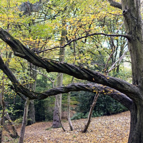 2016-10-29-Barmet_Moat-Mount-Open-Space_Autumn_Flora-Twisted-Branches