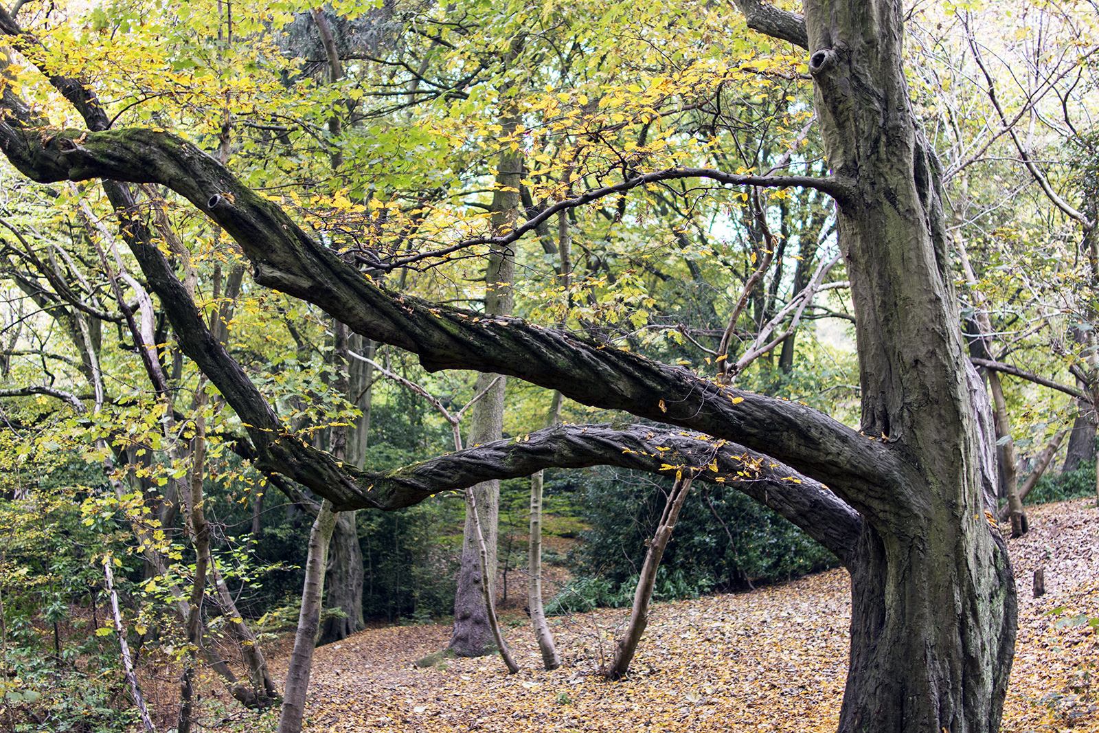 2016-10-29-Barmet_Moat-Mount-Open-Space_Autumn_Flora-Twisted-Branches