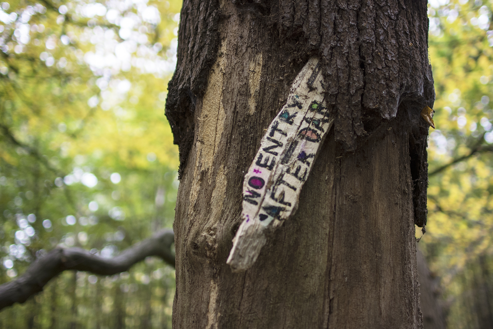 2016-10-29-Barnet_Barnet-Gate-Wood_Autumn_Detail-Do-not-enter-after-dark