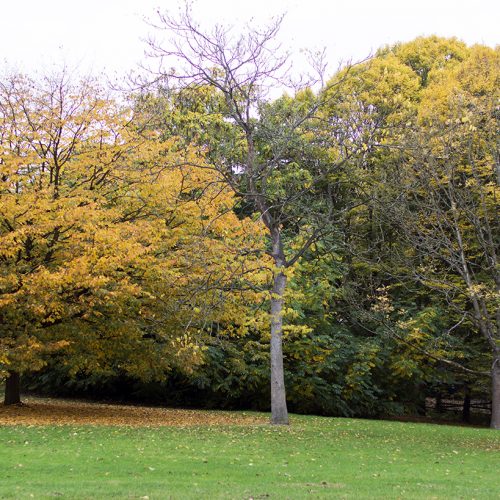 2016-10-29-Barnet_Dollis-Valley_Autumn_Landscape-Whetstone-Stray