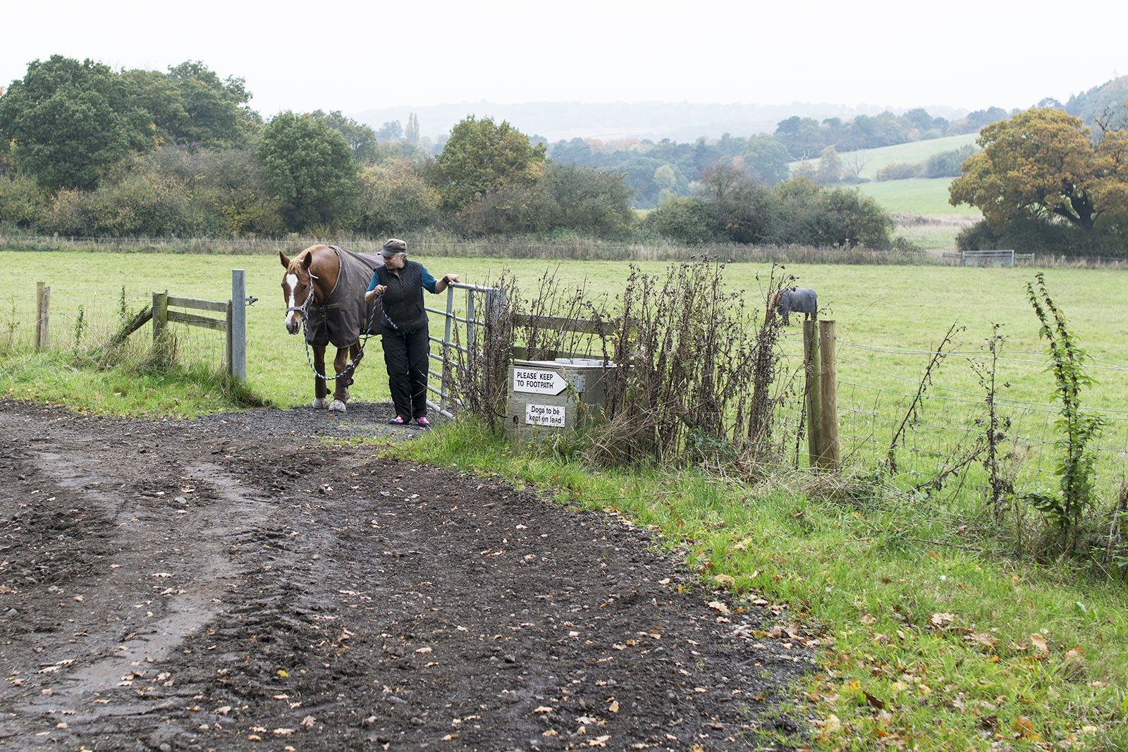 2016-10-29-Barnet_London-Loop_Autumn_Fauna-Bringing-the-Horse-Home