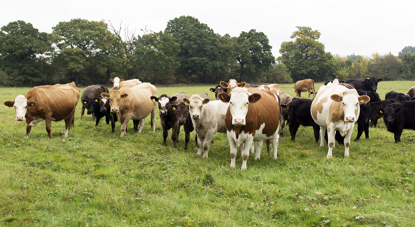 2016-10-29-Barnet_London-Loop_Autumn_Fauna-Dollis-Brook-Walk