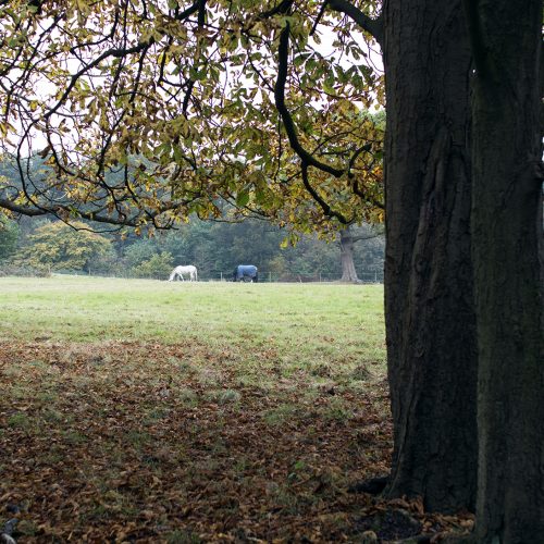 2016-10-29-Barnet_London-Loop_Autumn_Landscape-View-over-the-fields
