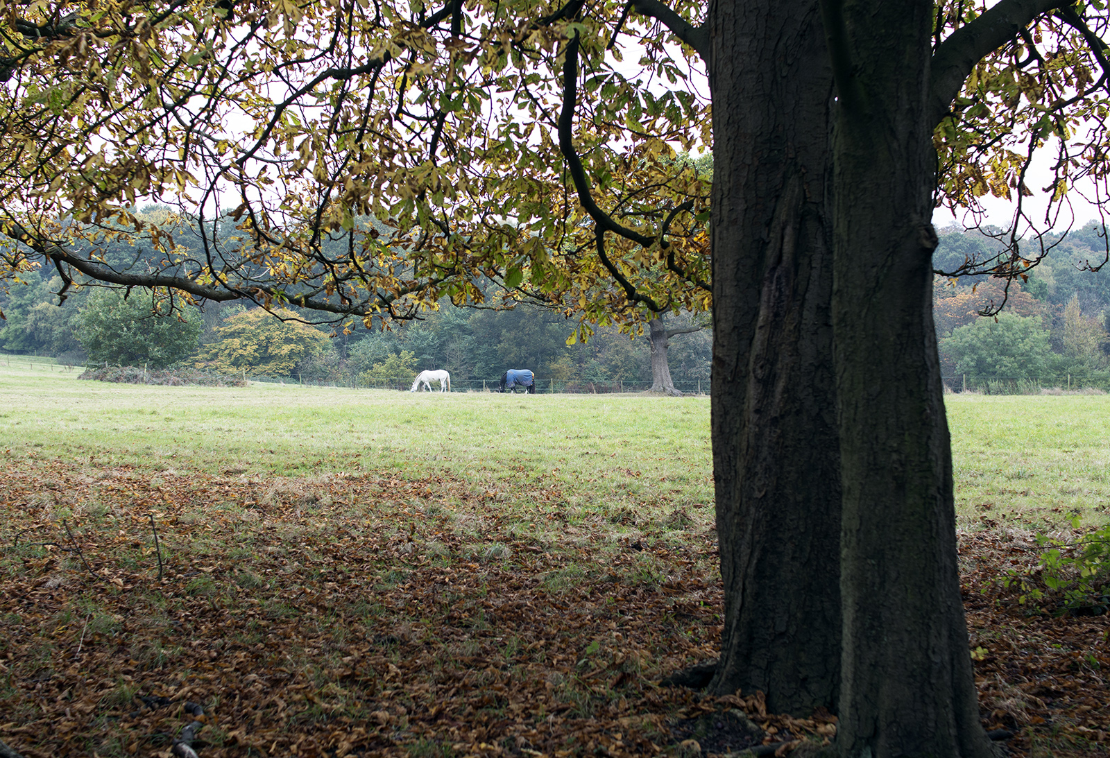 2016-10-29-Barnet_London-Loop_Autumn_Landscape-View-over-the-fields