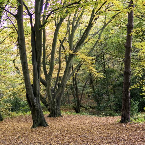 2016-10-29-Barnet_Moat-Mount-Nature-Reserve_Autumn_Landscape-Fallen-Leaves