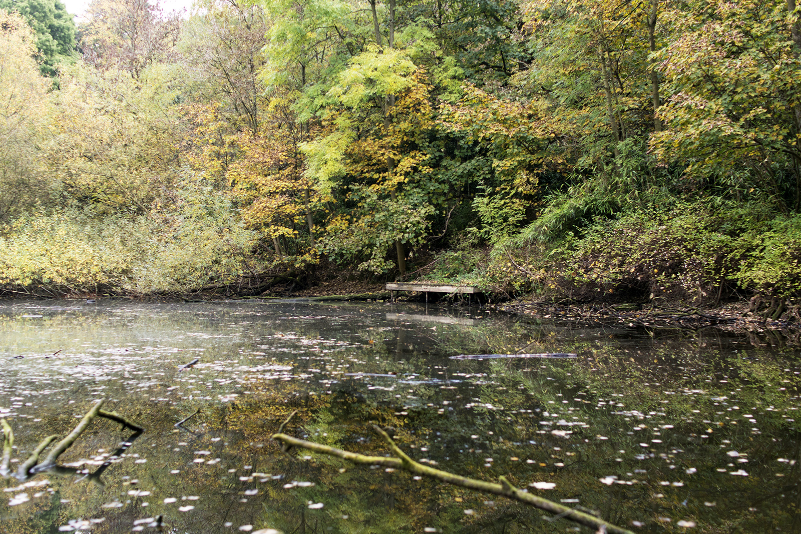 2016-10-29-Barnet_Moat-Mount-Nature-Reserve_Autumn_Landscape-Leg-of-Mutton-Pond