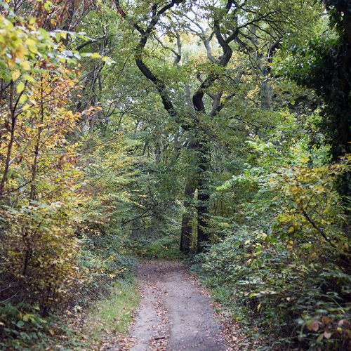 2016-10-29-Barnet_Scratchwood-Nature-Reserve_Autumn_Landscape