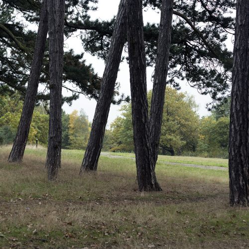 2016-10-29-Barnet_Scratchwood-Nature-Reserve_Autumn_Landscape-Pine-Trees