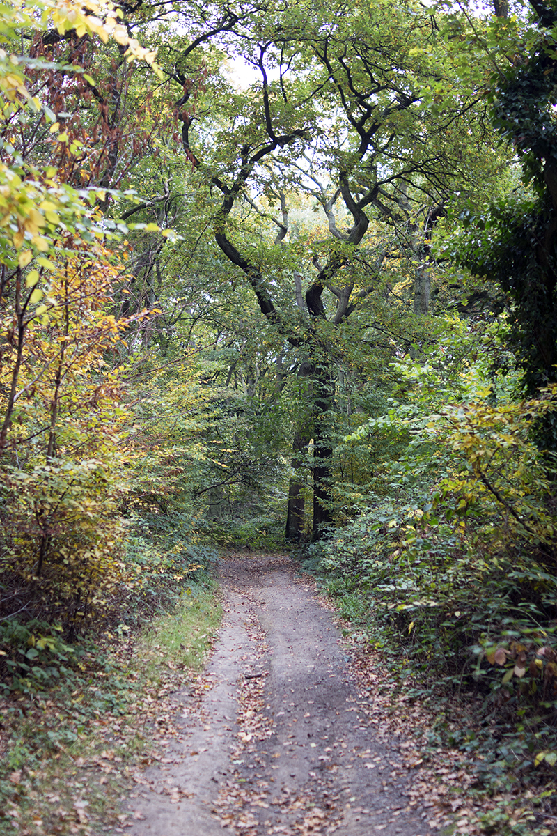 2016-10-29-Barnet_Scratchwood-Nature-Reserve_Autumn_Landscape