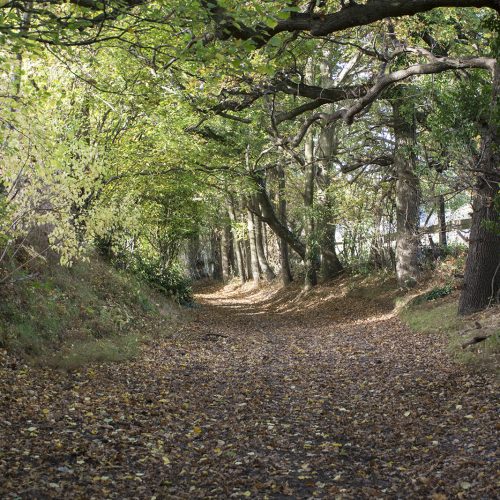 2016-11-03-Bexley_Autumn_Landscape_Joydens-Wood