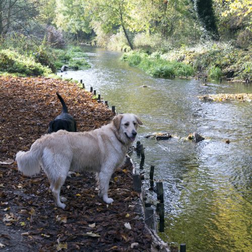 2016-11-03-Bexley_Cray-River_Autumn_Fauna-Dogs