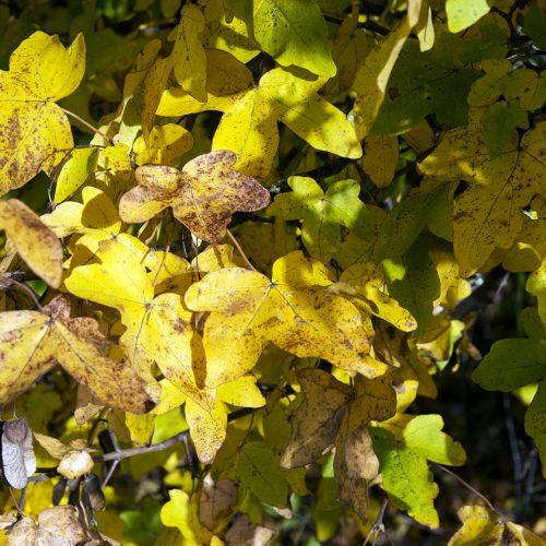 2016-11-07-Brent_Fryent-Country-Park_Autumn_Flora-Golden-Leaves