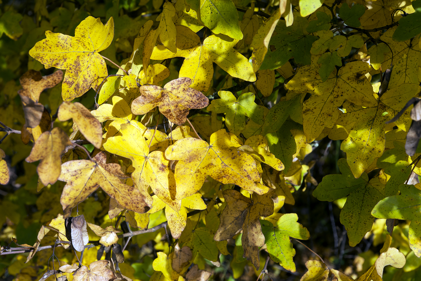 2016-11-07-Brent_Fryent-Country-Park_Autumn_Flora-Golden-Leaves