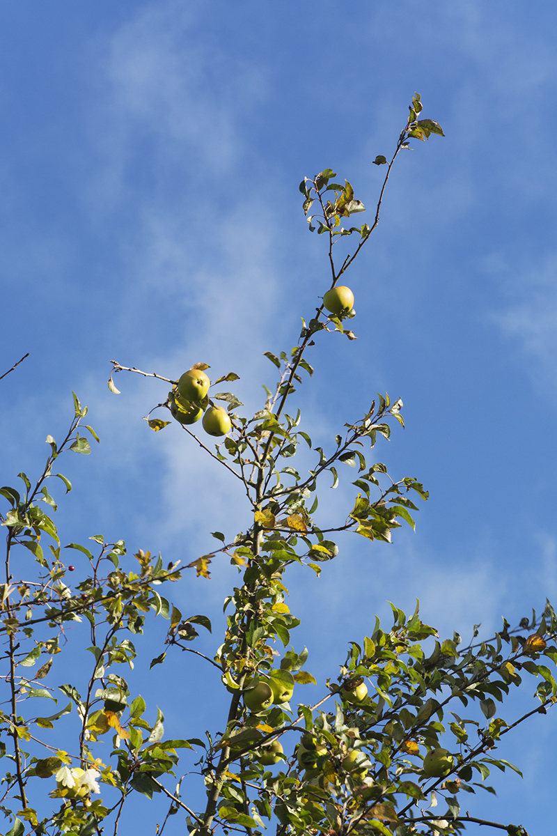 2016-11-07-Brent_Fryent-Country-Park_Autumn_Flora-Wild-Apples