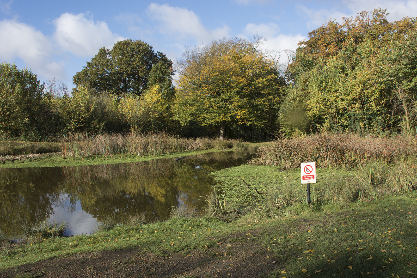 2016-11-07-Brent_Fryent-Country-Park_Autumn_Landscape-Barn-Hill-Pond