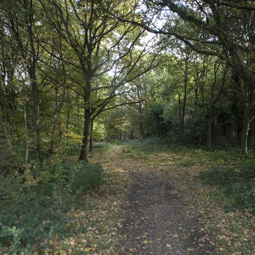2016-11-07-Brent_Fryent-Country-Park_Autumn_Landscape-Barn-Hill-Woods-Path