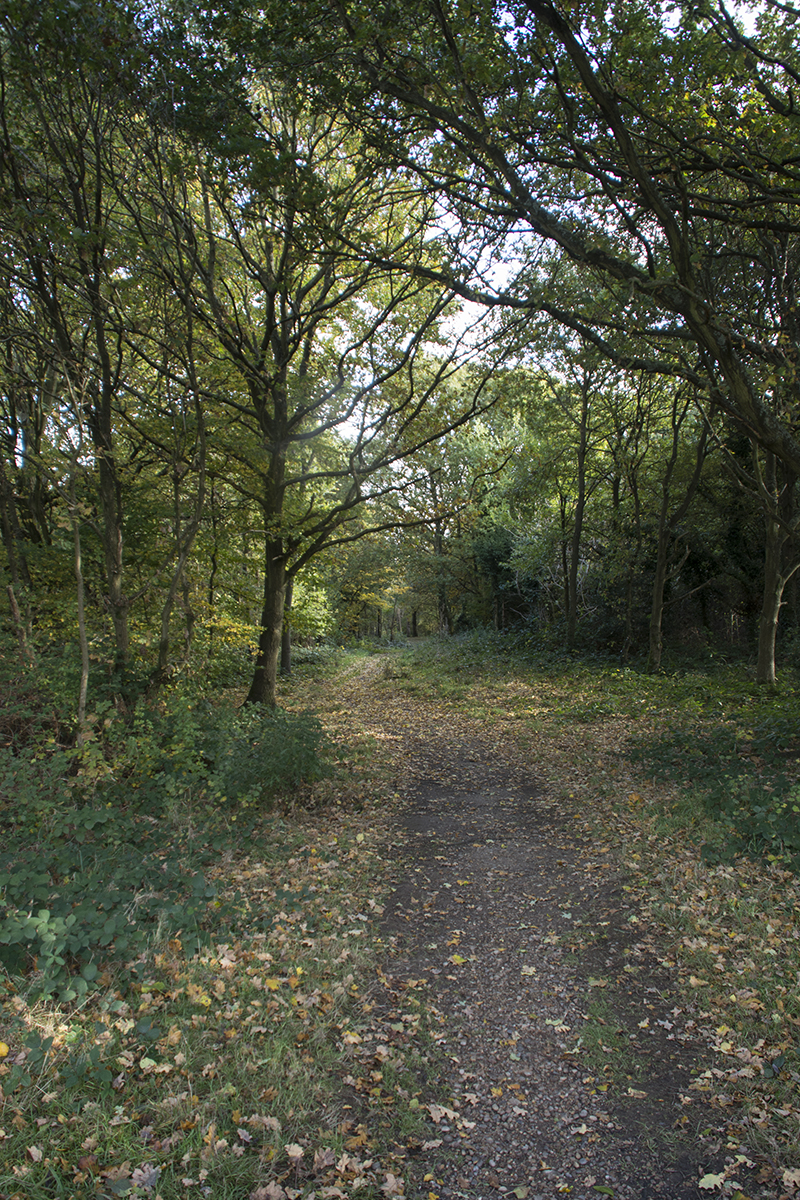 2016-11-07-Brent_Fryent-Country-Park_Autumn_Landscape-Barn-Hill-Woods-Path