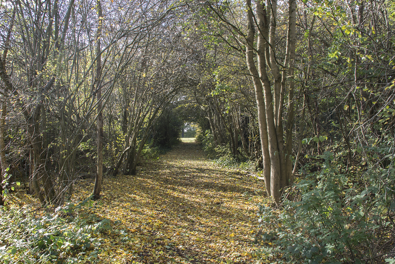 2016-11-07-Brent_Fryent-Country-Park_Autumn_Landscape-Leaving-the-Park