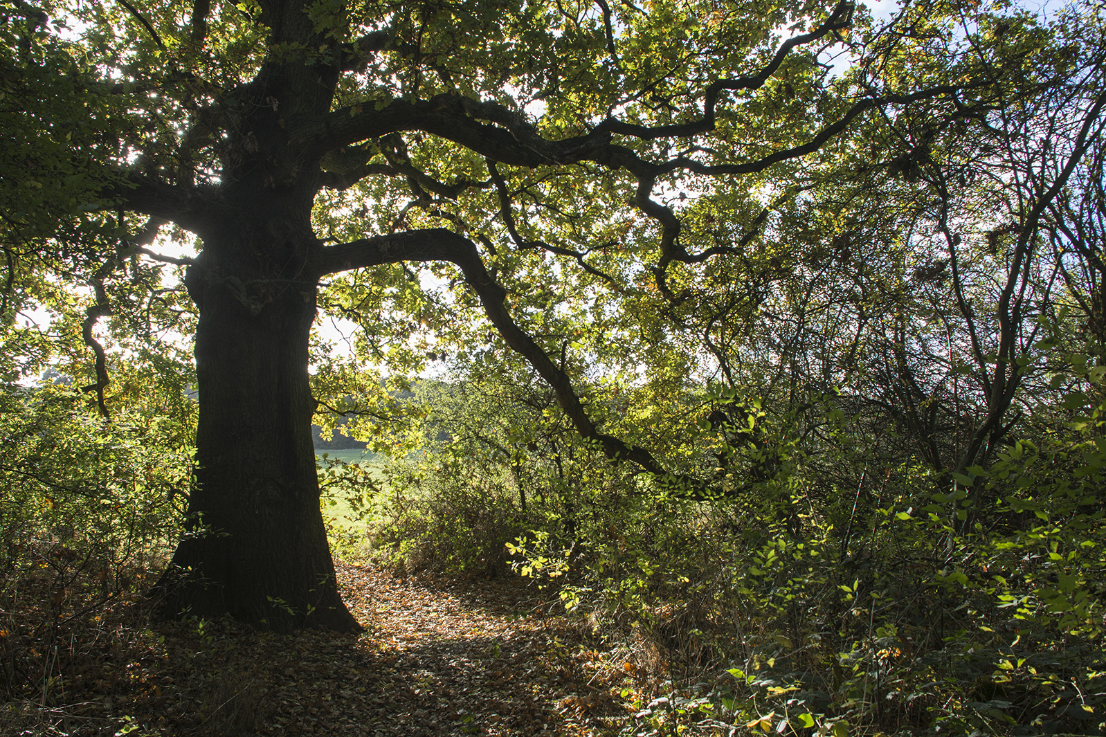 2016-11-07-Brent_Fryent-Country-Park_Autumn_Landscape-Way-out-of-the-Woods