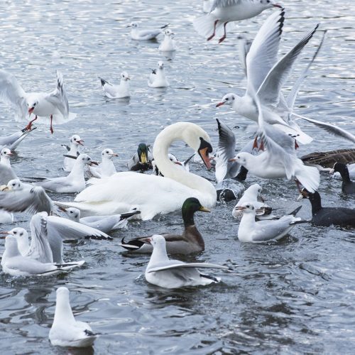 2016-11-09-Merton_Wimbledon-Park_-Landscape_Fauna-Birds-being-fed3