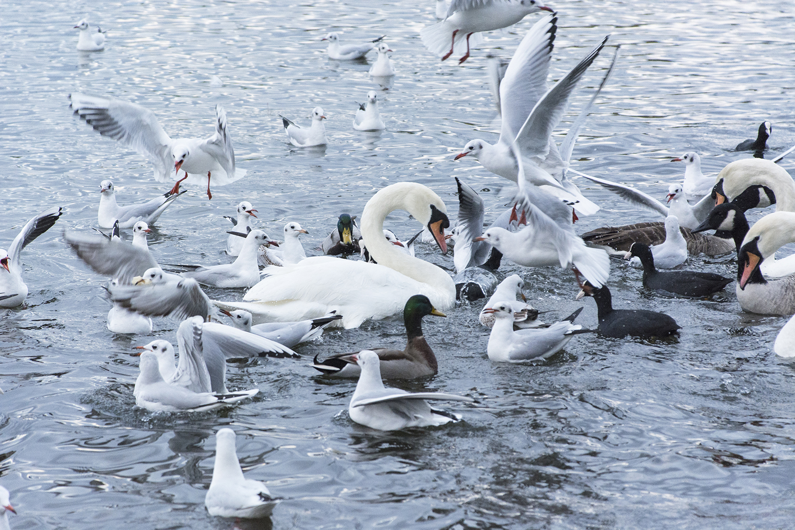 2016-11-09-Merton_Wimbledon-Park_-Landscape_Fauna-Birds-being-fed3