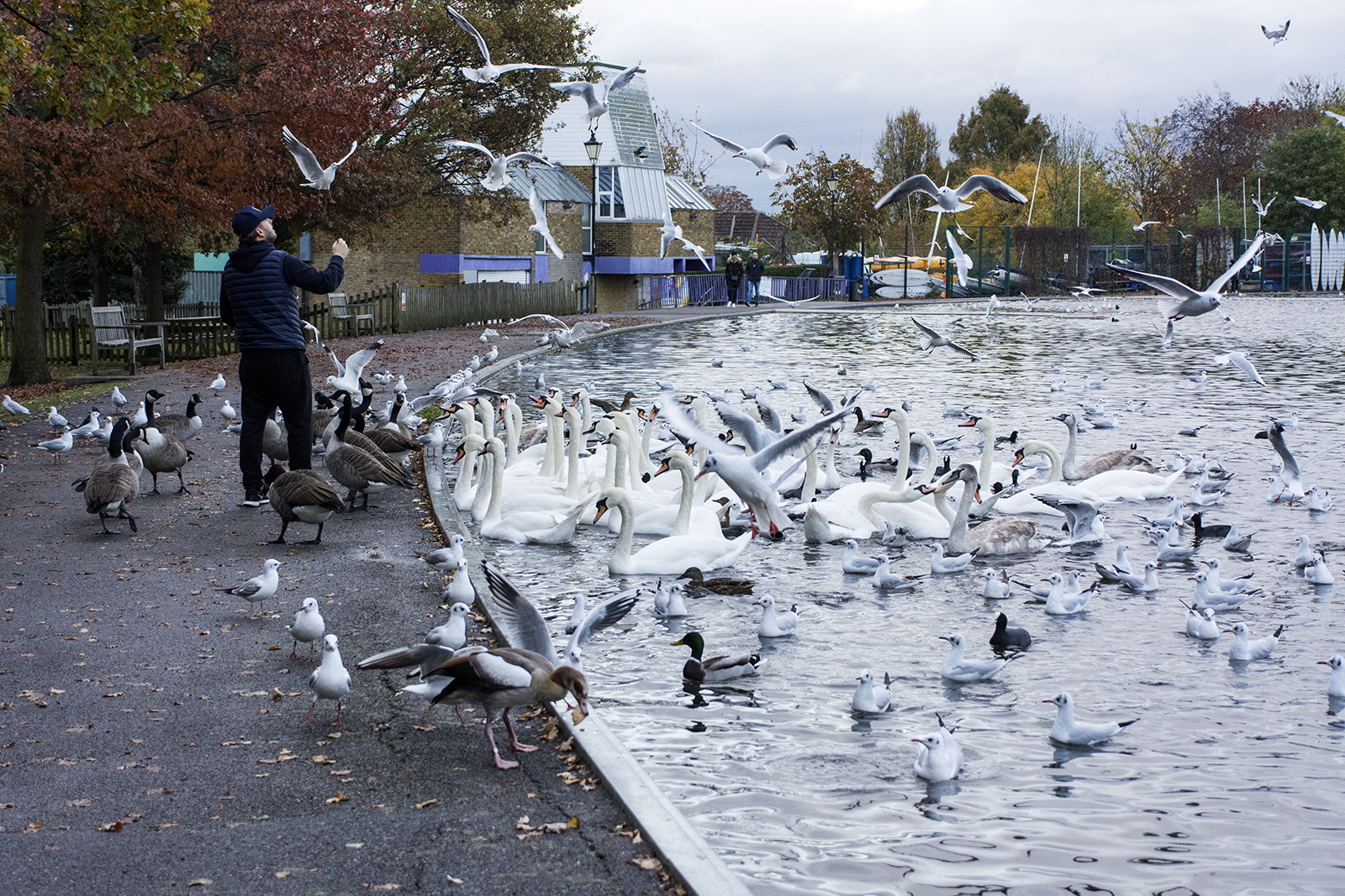 2016-11-09-Merton_Wimbledon-Park_Autumn_Fauna