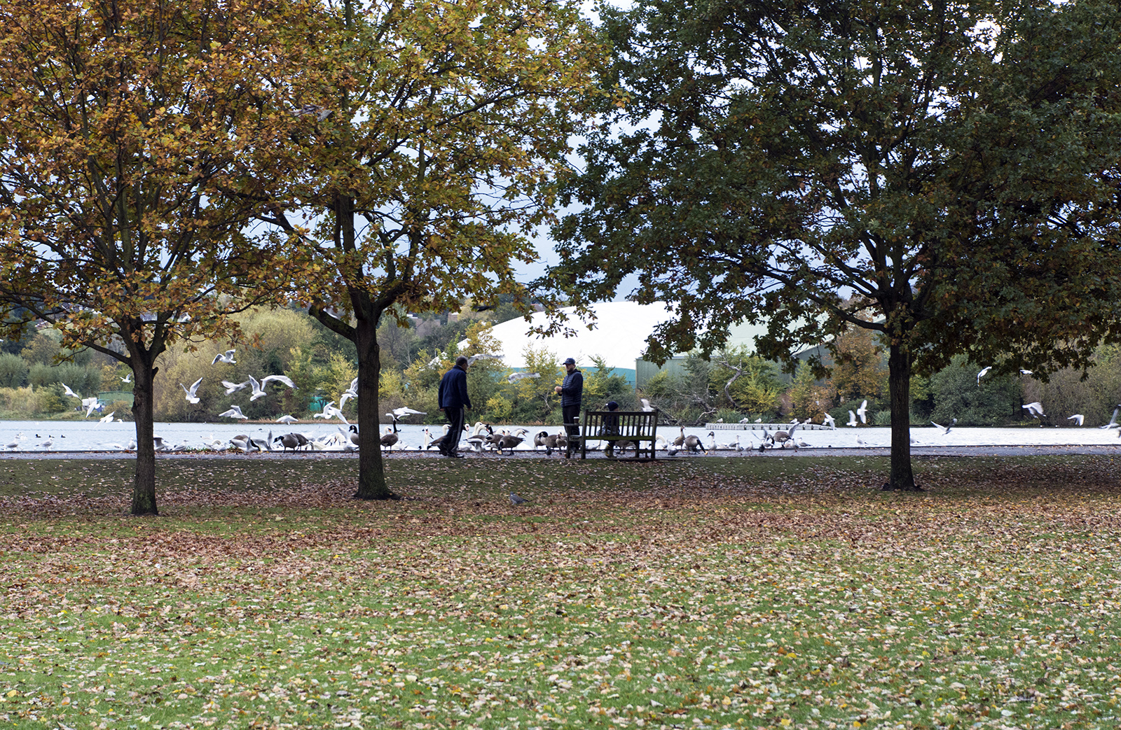 2016-11-09-Merton_Wimbledon-Park_Autumn_Landscape-View