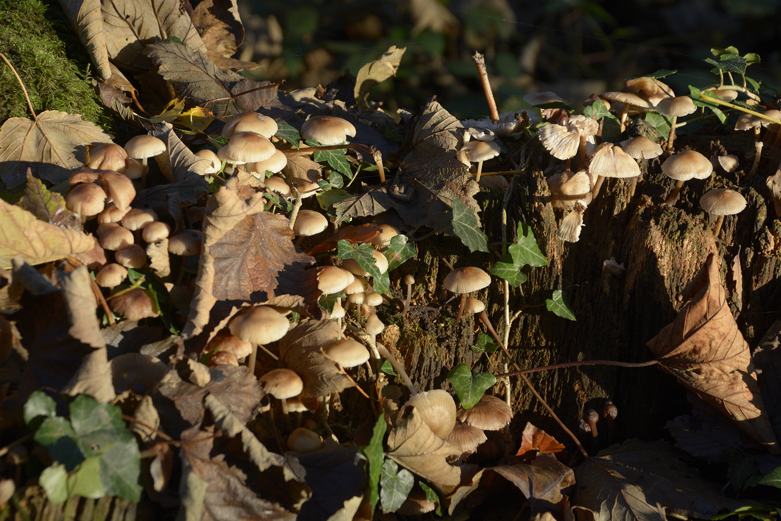 2016-11-11-Bromley_Autumn_Flora_Major-Path-Mushrooms-along-the-London-Loop