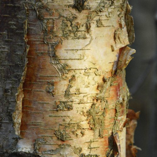 2016-11-11-Bromley_Autumn_Flora_National-Trust-Birch-Bark