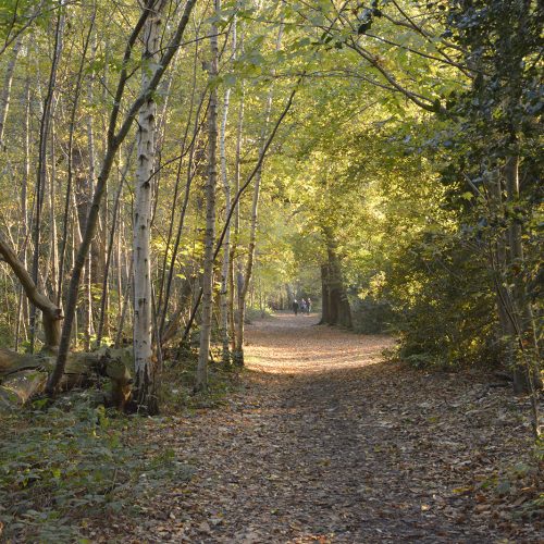2016-11-11-Bromley_Autumn_Landscape_National-Trust-Petts-Wood