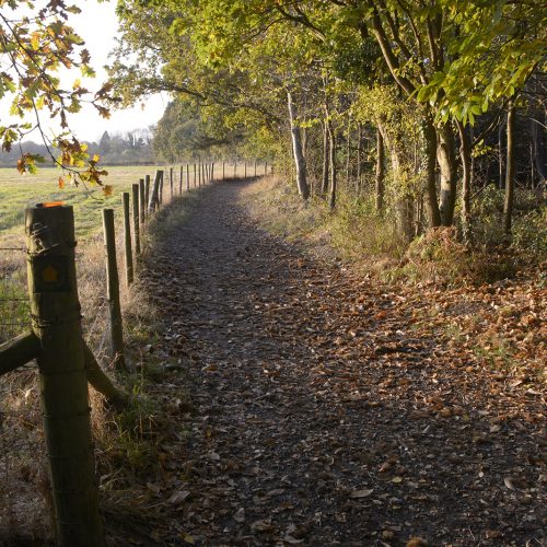 2016-11-11-Bromley_Autumn_Landscape_National-Trust-Petts-Wood-Path
